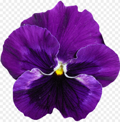 viola fiore - ultra violet bloeme PNG free download