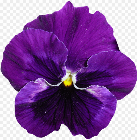 viola fiore - ultra violet bloeme PNG free download PNG transparent with Clear Background ID 45ad9f1f