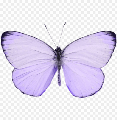 violet my butterfly tumblr - pink butterfly Isolated PNG Image with Transparent Background