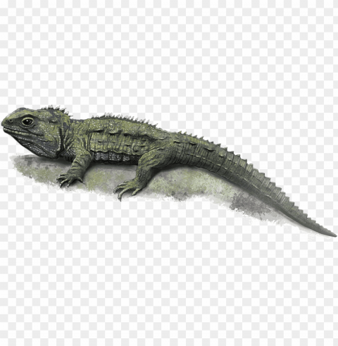 Visit - Tuatara PNG Transparent Images For Printing