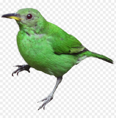 vogels afbeeldingen PNG clipart