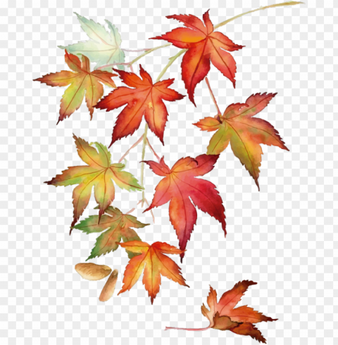 wall colour - japanese maple watercolor Transparent PNG images with high resolution