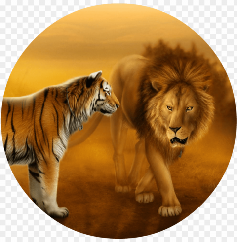 wallpapers of tigers and lions dekstop wallpaper hd - lion and tiger face to face PNG images for mockups
