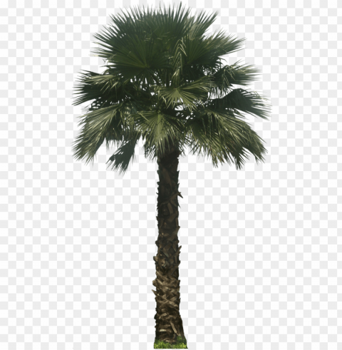 washingtoniarb02l plant images plant pictures mexican - palm tree elevation HighResolution Transparent PNG Isolation