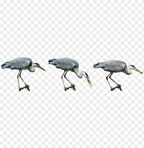 water bird Isolated PNG Object with Clear Background PNG transparent with Clear Background ID b7609fd4