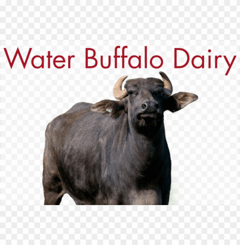 Water Buffalo PNG Transparent Photos Vast Collection