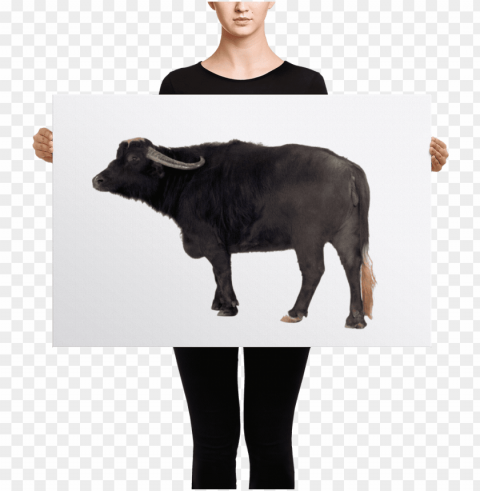 water-buffalo canvas - black mask red pied french bulldog canvas Clear Background PNG Isolated Subject