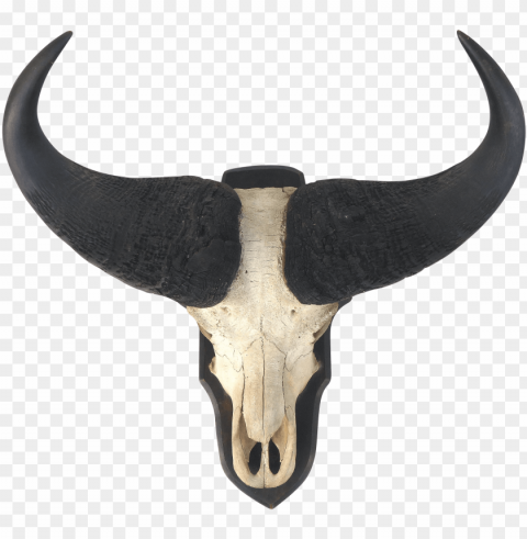 water buffalo skull with horns wall mount - hor PNG Isolated Subject with Transparency PNG transparent with Clear Background ID a902a334