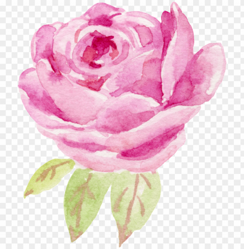 water color flower rose ClearCut Background Isolated PNG Graphic Element