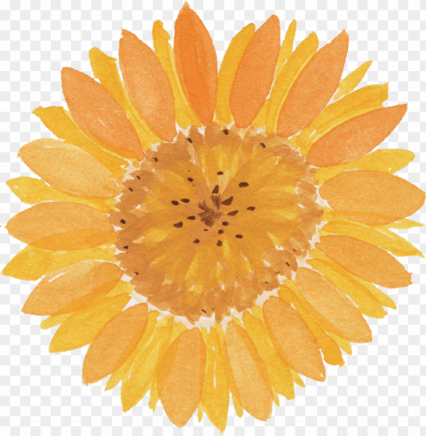 water color sunflower PNG images with transparent canvas assortment PNG transparent with Clear Background ID 0979248a