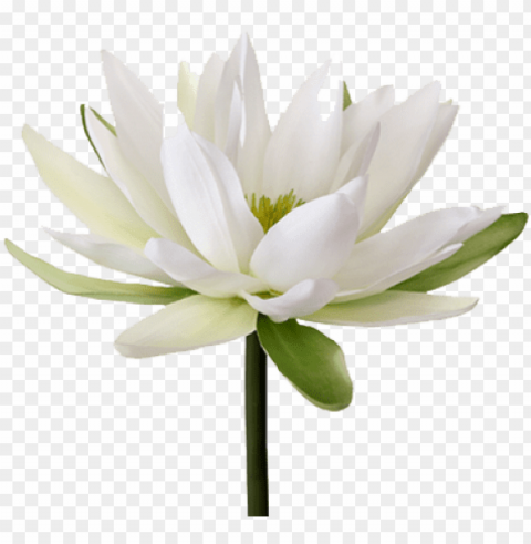 water lily flower PNG images with alpha transparency wide selection
