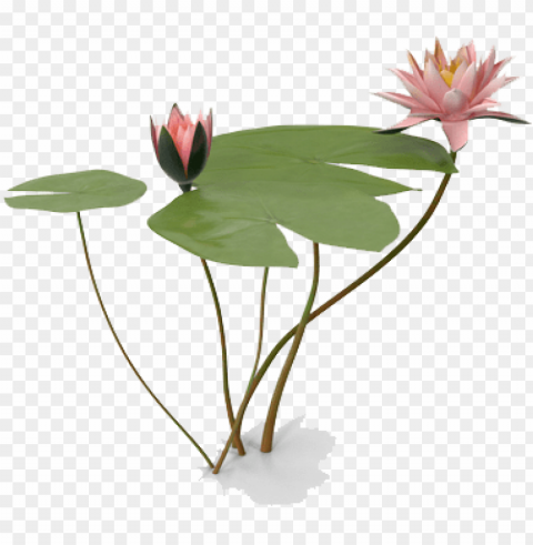 water lily photo - water lilies HighQuality Transparent PNG Isolated Art