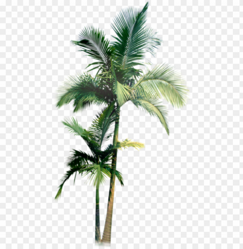 watercolor and pencil - palm tree water color Isolated Item with Clear Background PNG