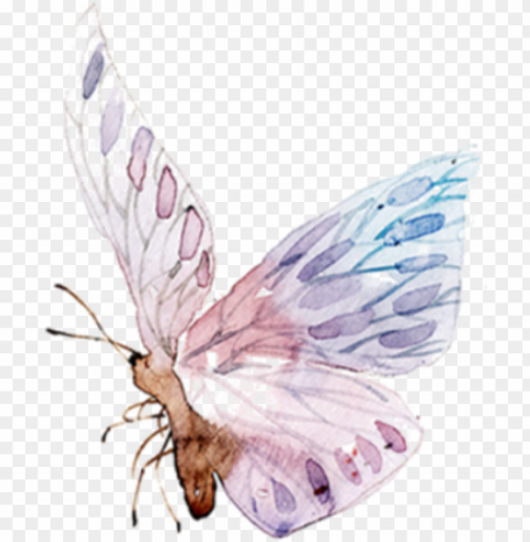 watercolor butterfly freetoedit ftestickers wings butterfly - watercolor butterfly illustration PNG with Isolated Object and Transparency