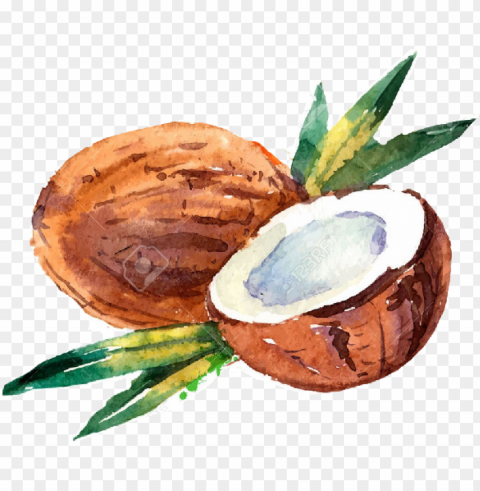 watercolor coconut Isolated Graphic Element in HighResolution PNG