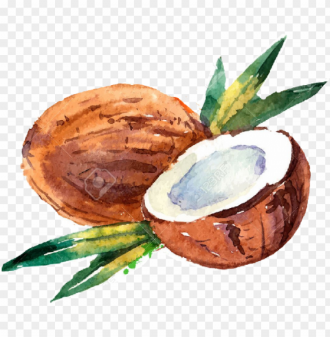 watercolor coconut Isolated Graphic Element in HighResolution PNG PNG transparent with Clear Background ID aa99df29