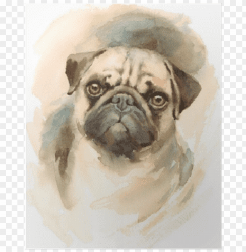 watercolor dog pug portrait - m&co pug print cushio Isolated Element with Transparent PNG Background