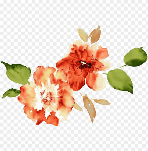 watercolor flowers peach peony PNG for educational use