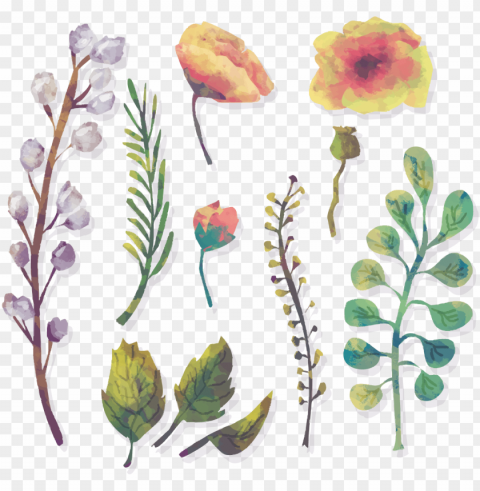 watercolor flowers watercolour painting models of water - watercolor painti Free PNG images with alpha channel set