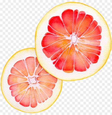 watercolor - grapefruit - grapefruit watercolor PNG files with no background free