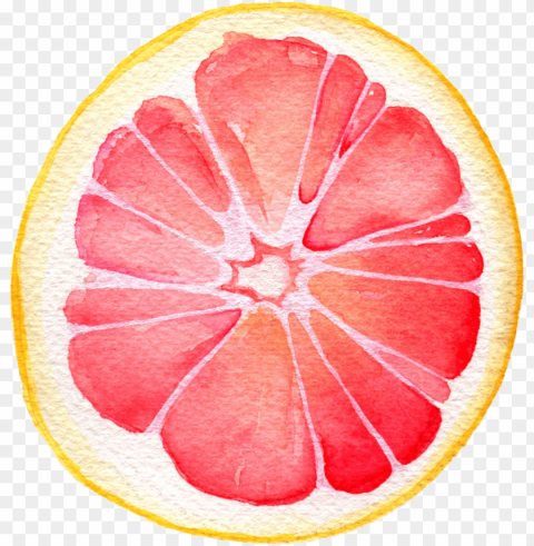 watercolor - grapefruit - grapefruit watercolor painti Isolated Icon on Transparent Background PNG