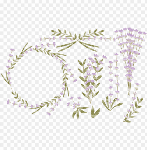 watercolor lavender - flower leaf lavender PNG for overlays