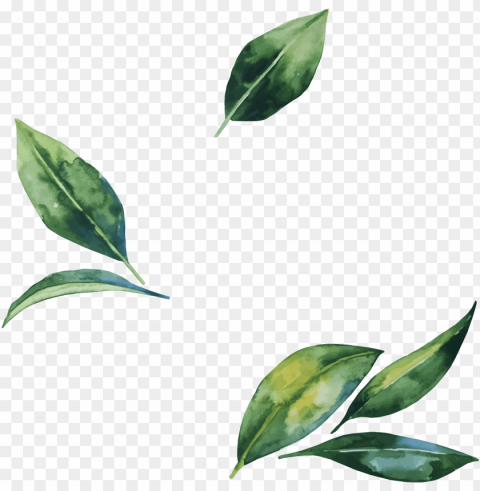 Watercolor Leaves Image Transparent PNG Object Isolation