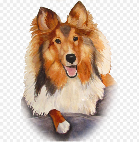 watercolor of sheltie brady - watercolor dog trans arent Free PNG download no background