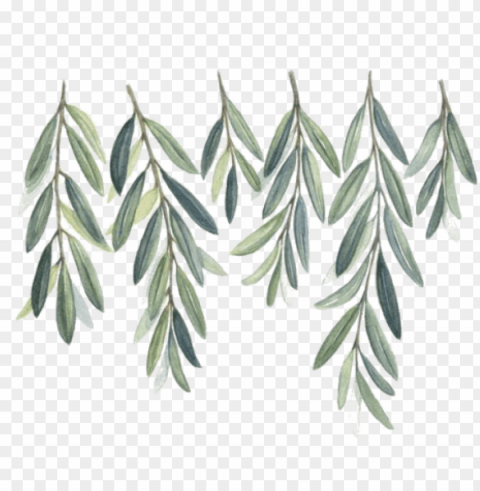 watercolor olive branch - free watercolor olive branch Isolated Item with Transparent Background PNG