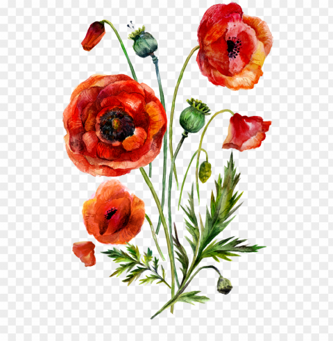 watercolor painting common poppy illustratio PNG pictures with no background required