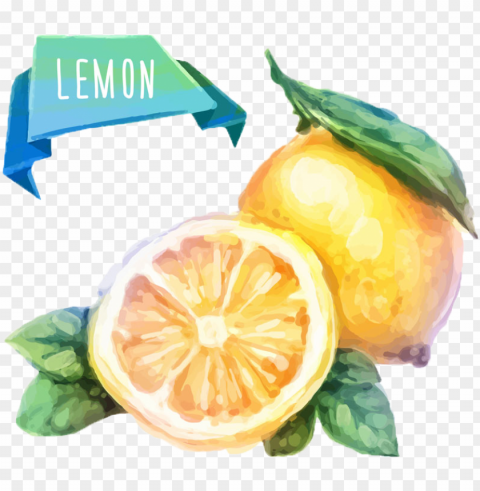 watercolor painting fruit drawing illustration - watercolor fruits vector Isolated Element with Clear PNG Background