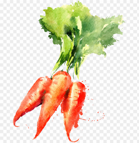 watercolor painting vegetable drawing carrot - vegetable watercolor paintings PNG Image Isolated with High Clarity