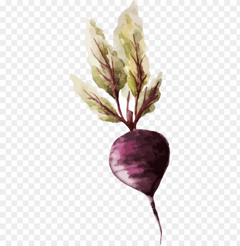 watercolor painting vegetable drawing illustration - vegetable watercolor Clear PNG graphics free