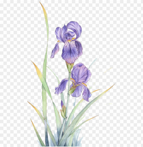 watercolor painting violet flower - violeta flor watercolor PNG transparency