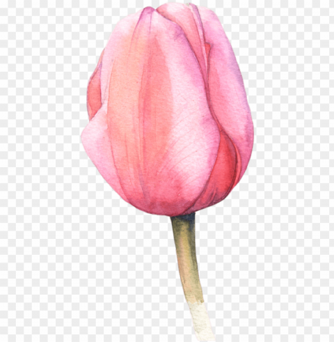 watercolor tulips more - acuarela tulipan PNG graphics with alpha transparency broad collection