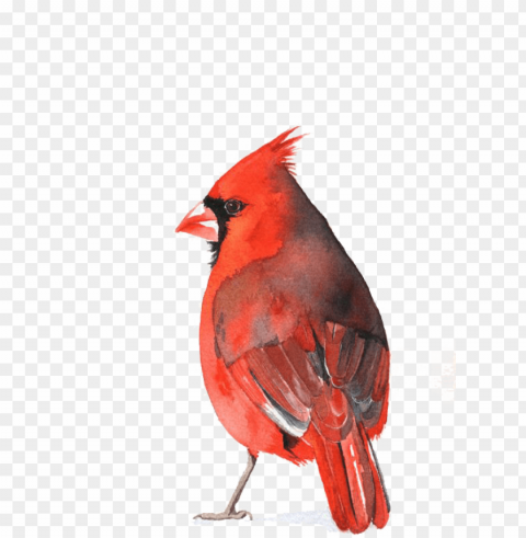 watercolour cardinal Isolated Design Element in Clear Transparent PNG
