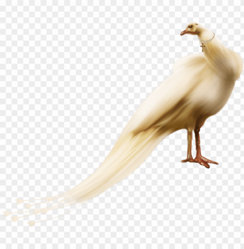 waterfowl HighQuality PNG Isolated on Transparent Background