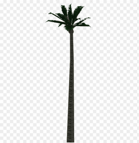 wax palm tree - desert palm Isolated Design Element on PNG