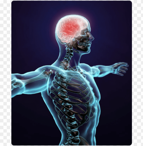 we take up and heal all the patients of nervous system - human body Transparent PNG images collection