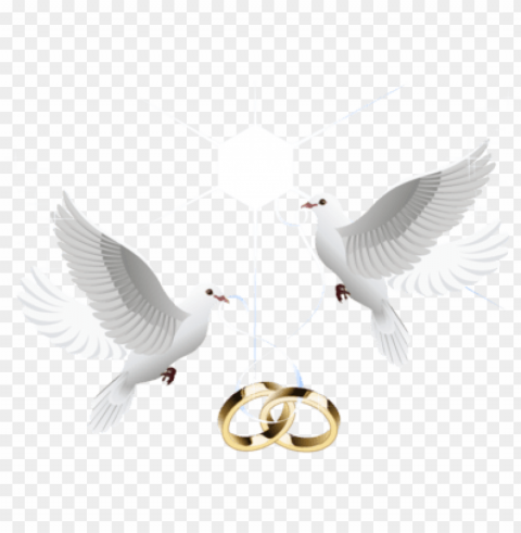 wedding doves with rings PNG transparent photos vast variety PNG transparent with Clear Background ID 2a4d56fc