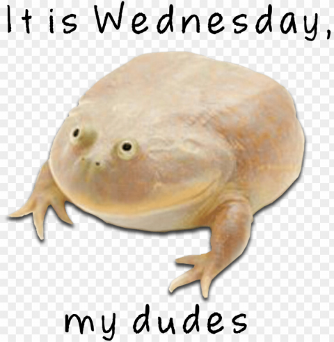 wednesday my dudes PNG images no background