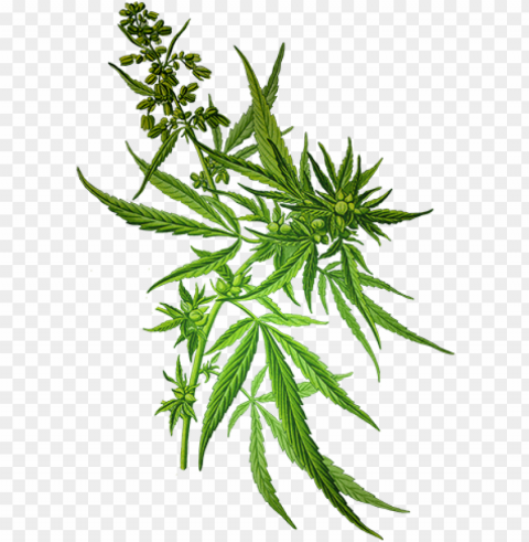 weed background download - cannabis sativa Transparent PNG graphics library