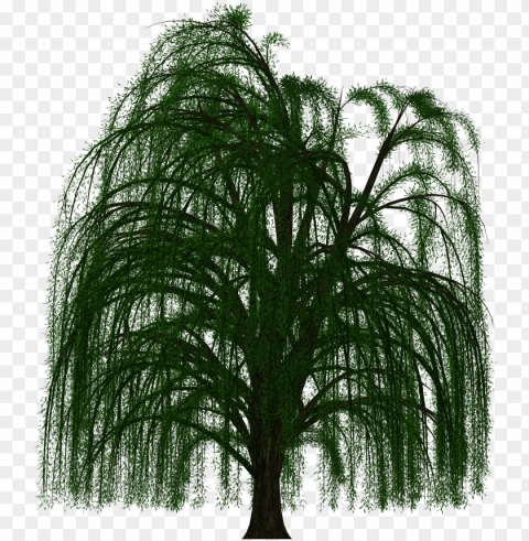 weeping willow - willow tree transparent PNG Graphic with Clear Background Isolation