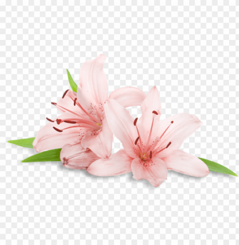 welcome to - spa flowers HighQuality Transparent PNG Isolated Graphic Element