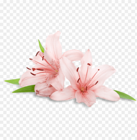 Welcome To - Spa Flowers HighQuality Transparent PNG Isolated Graphic Element