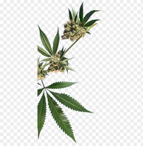 what about your weed Clean Background Isolated PNG Graphic PNG transparent with Clear Background ID bbe3a0fb
