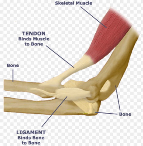what is the relationship between the skeletal system - tendon and ligament diagram Isolated Graphic Element in HighResolution PNG