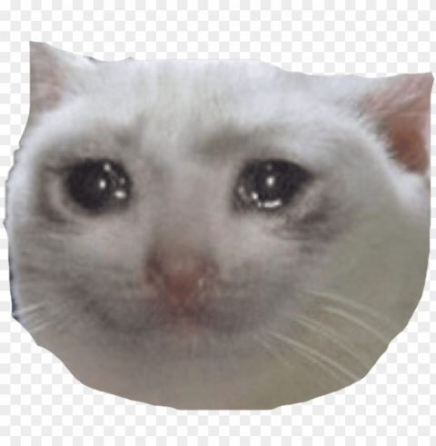 whats the origin of the crying cat pictures and why - crying cat meme with hearts Free PNG images with clear backdrop