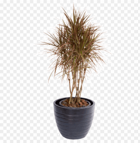 whatsapp dracaena tricolour - dracaena High-resolution PNG images with transparency wide set