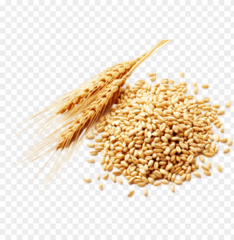 wheat Transparent Background PNG Isolated Illustration PNG transparent with Clear Background ID 29420909
